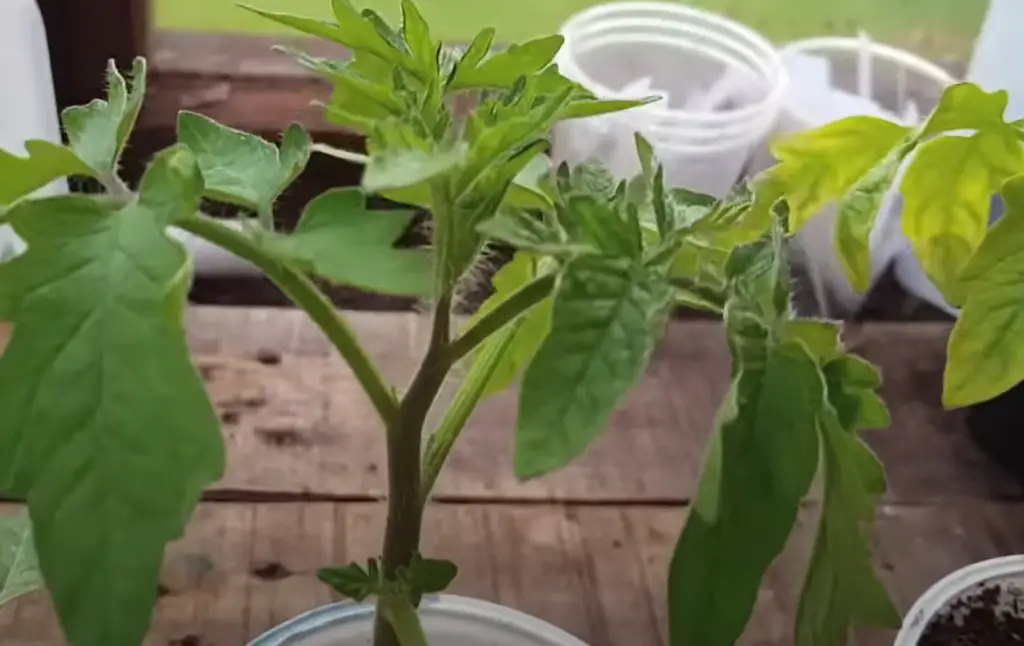 Do Tomato Plants Droop After Transplanting?