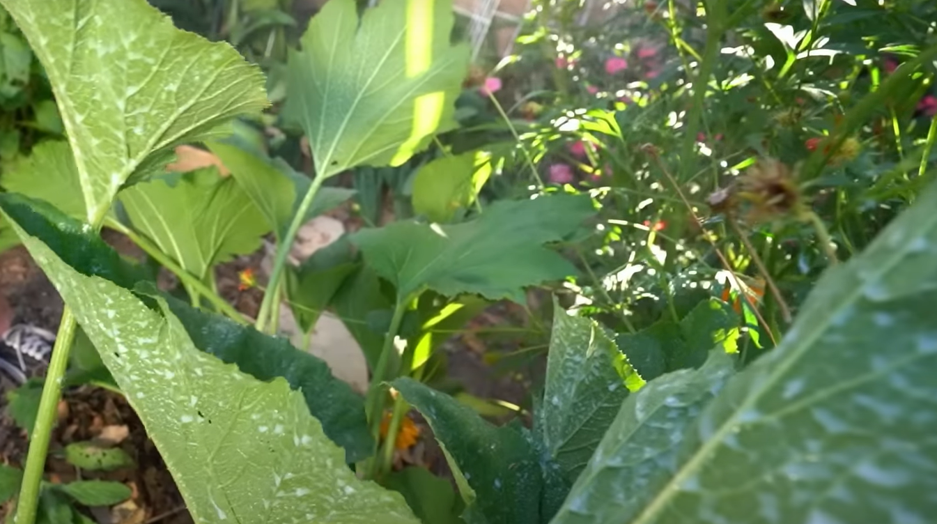 White Spots on Cucumber Leaves What to Do? GardenProfy