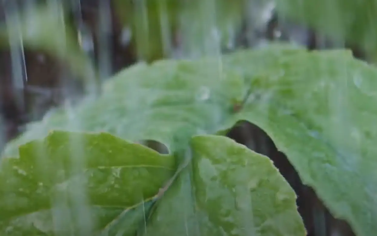 White Spots on Tomato Leaves: What to Do? - GardenProfy