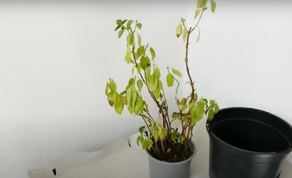 How to Revive a Wilted Basil Plant
