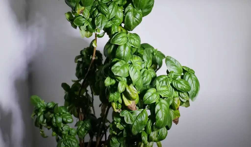 Troubleshooting Common Issues with Basil Plants