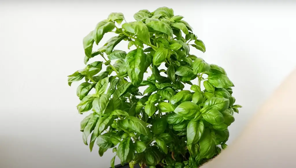 What does overwatered basil look like?