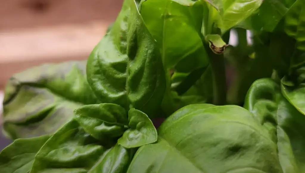 How Do I Know If My Basil Needs More Water?