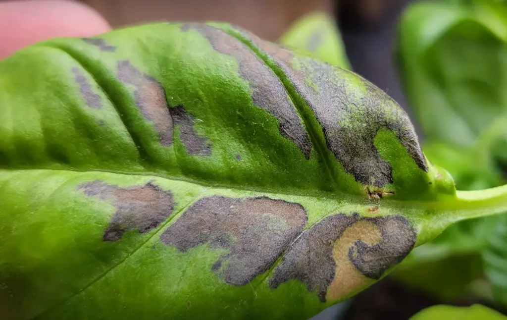 How Long Do Basil Plants Live?