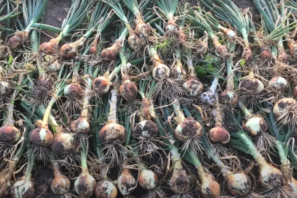 When should you harvest onions?