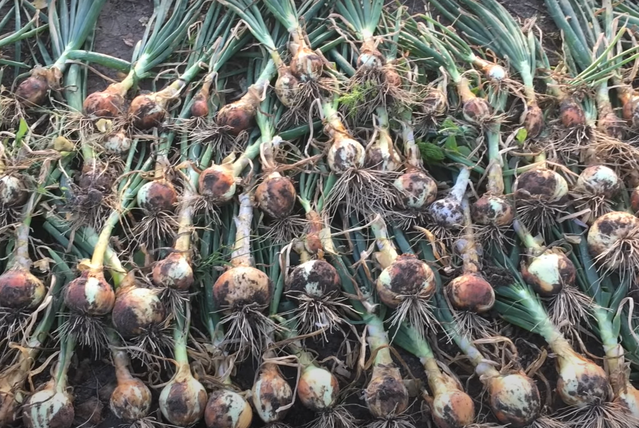 Will Frost Hurt Onion Plants? GardenProfy