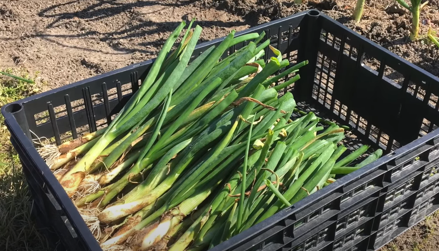 Will Frost Hurt Onion Plants? GardenProfy