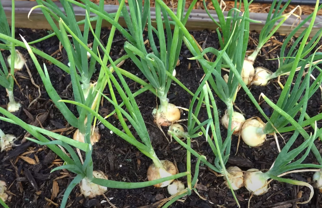 Will Frost Hurt Onion Plants? GardenProfy