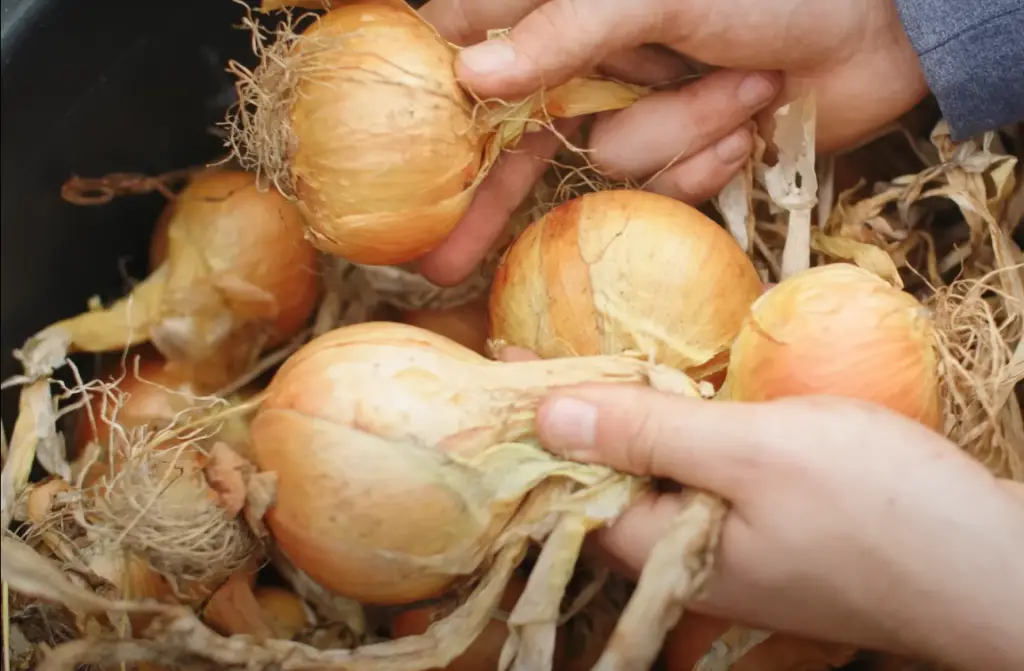 What is the best way to store onions?