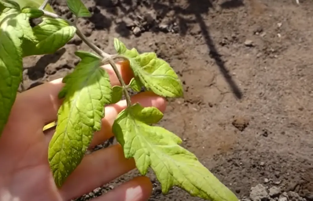 How Often Do You Water Tomatoes?