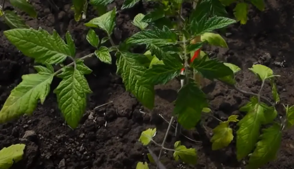 How Do You Trim Tomato Plants?