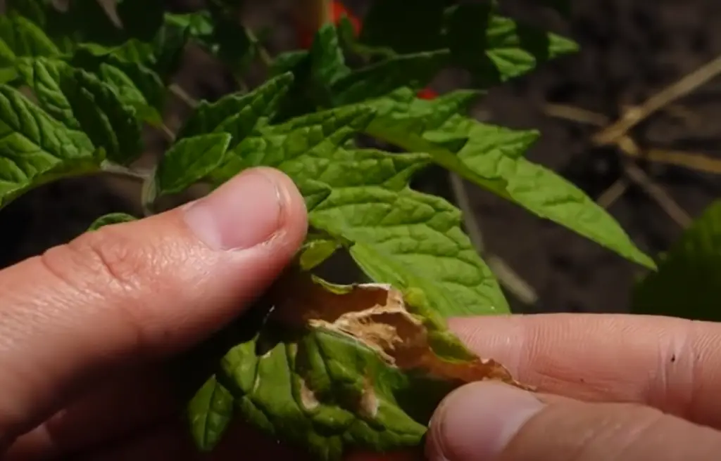 What to Avoid When Growing Tomatoes?