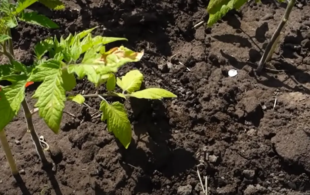 What causes yellow leaves on tomato plants?