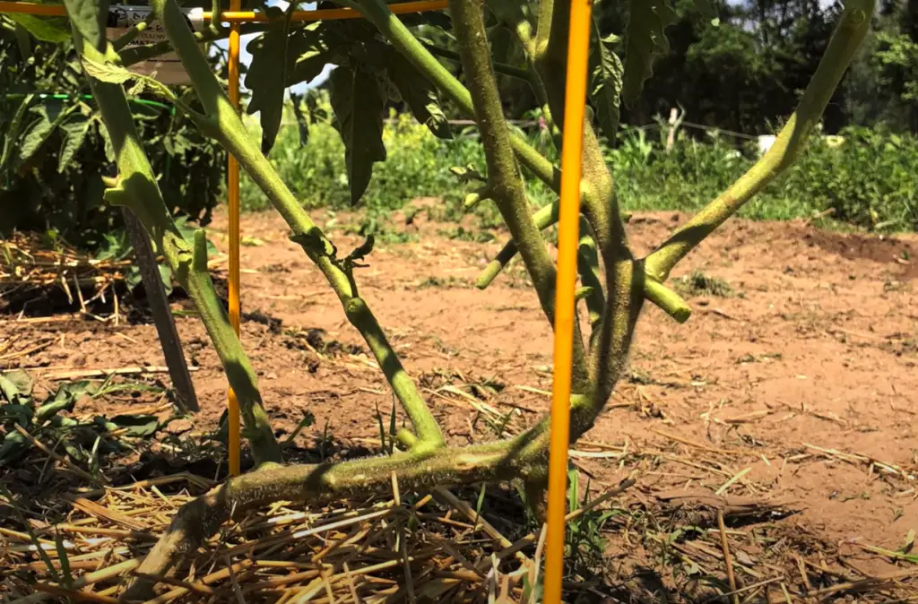 Causes of Yellow Leaves on Tomato Plants