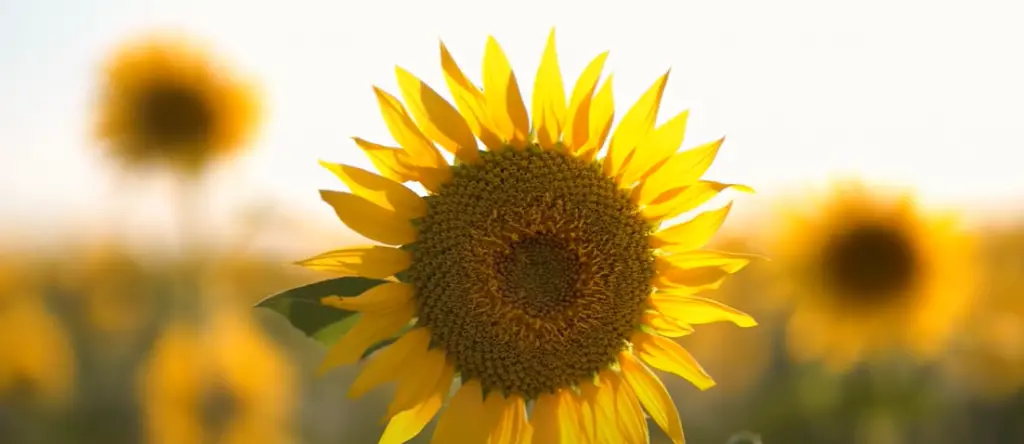 10 Popular Types of Sunflowers to Grow
