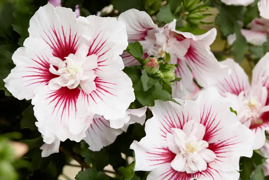 A Guide to Cultivating a Rose of Sharon
