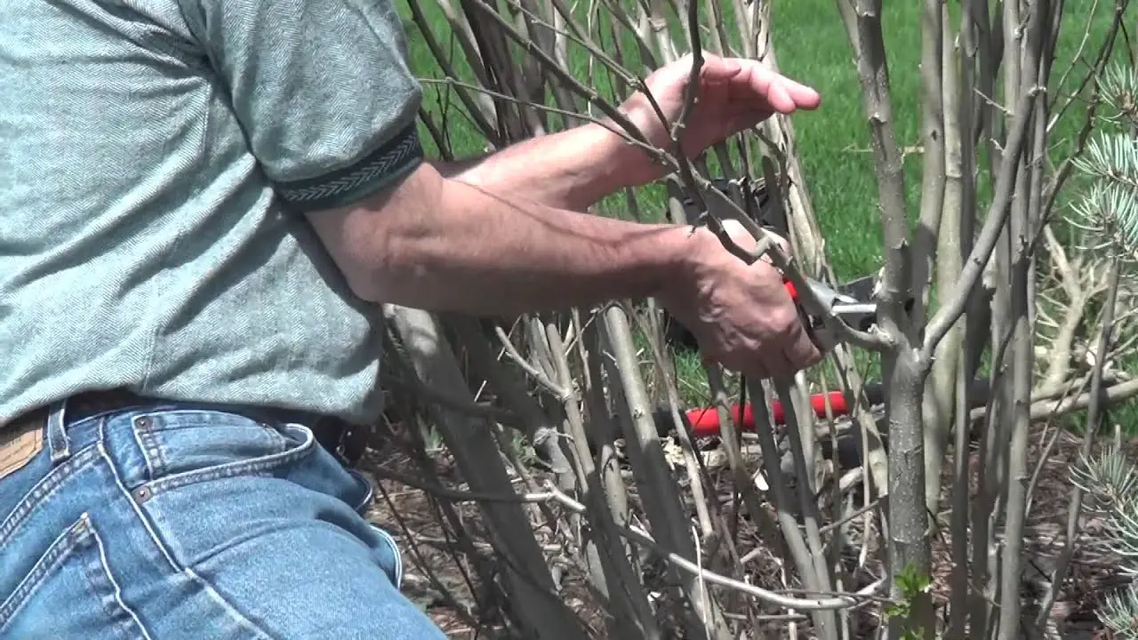 Benefits of Pruning