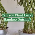 Can You Plant Lucky Bamboo Outside