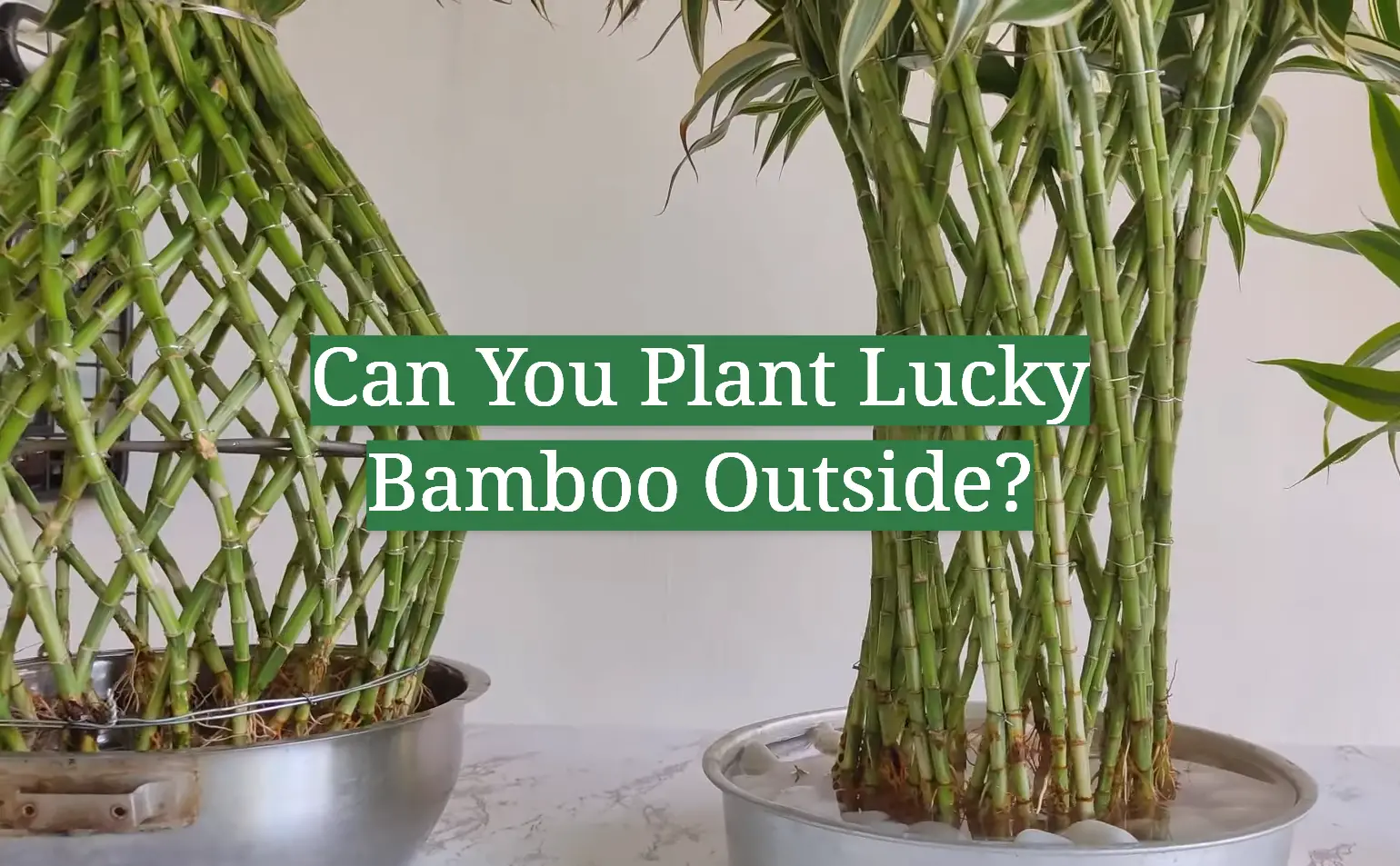 Can You Plant Lucky Bamboo Outside