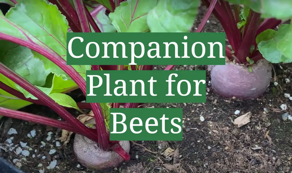 Companion Plant For Beets - GardenProfy