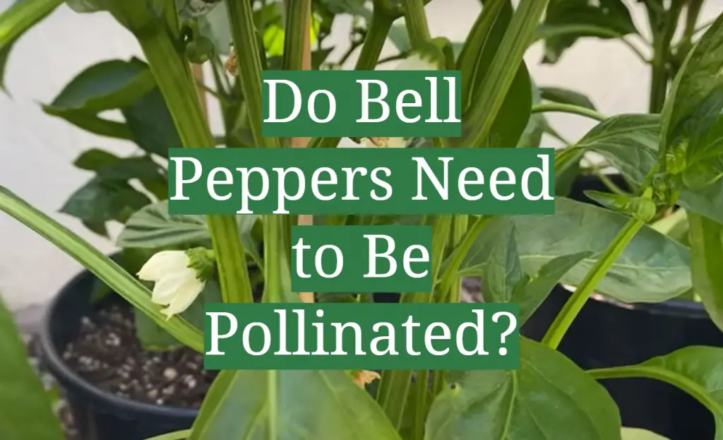 Do Bell Peppers Need to Be Pollinated? GardenProfy