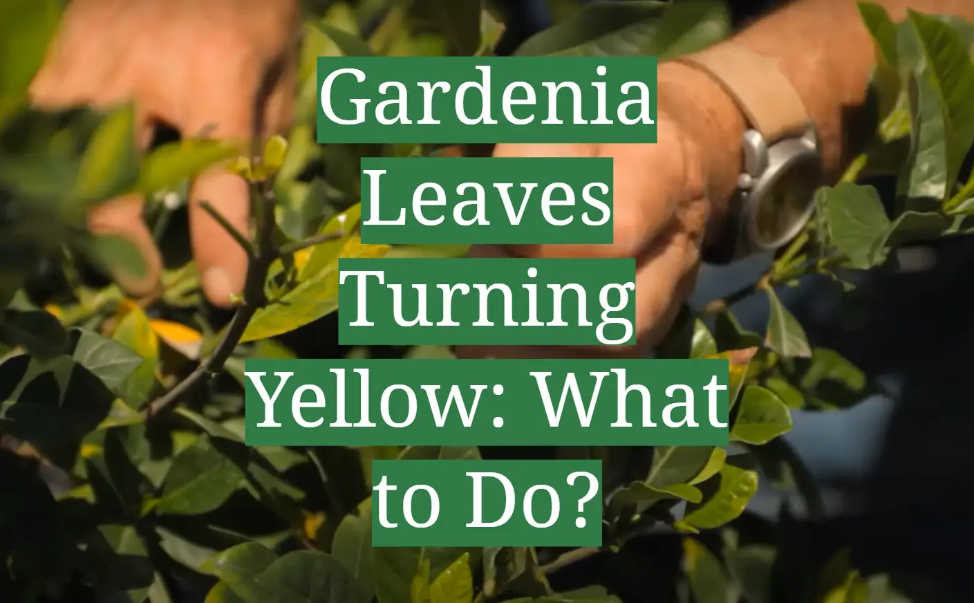 Gardenia Leaves Turning Yellow: What to Do? - GardenProfy