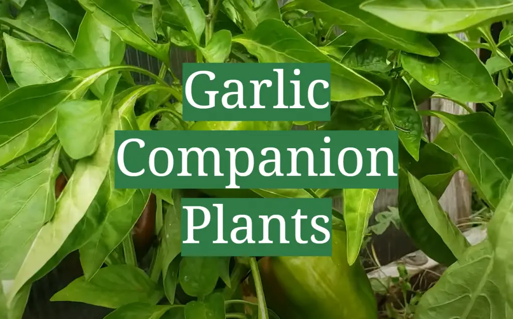 Garlic Companion Plants GardenProfy