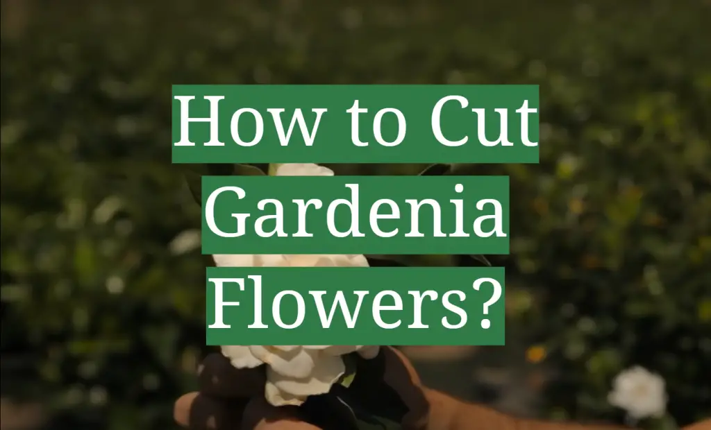 How to Cut Gardenia Flowers? GardenProfy