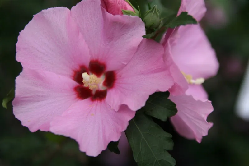How to Properly Prune the Rose of Sharon