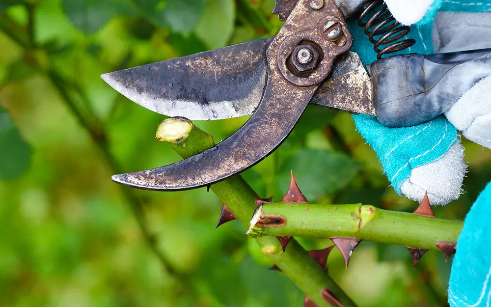 Is it better to prune with hand-held tools or an electric trimmer