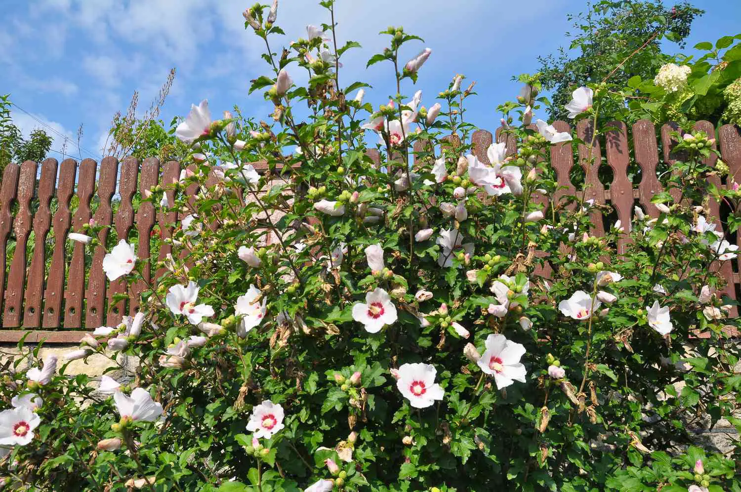 Is it possible to propagate a rose of Sharon through cuttings