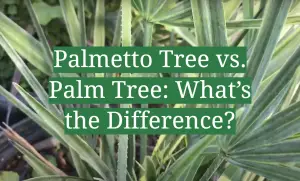 Palmetto Tree vs. Palm Tree: What’s the Difference? - GardenProfy