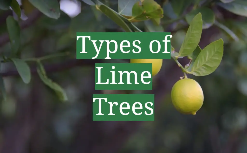 What Are the Benefits of Growing a Lime Tree?
