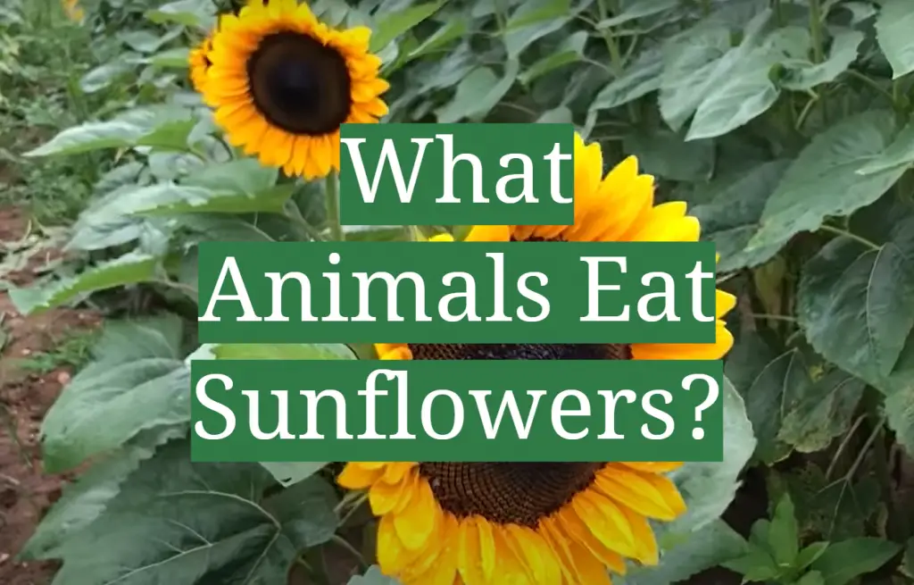 What Animals Eat Sunflowers? GardenProfy