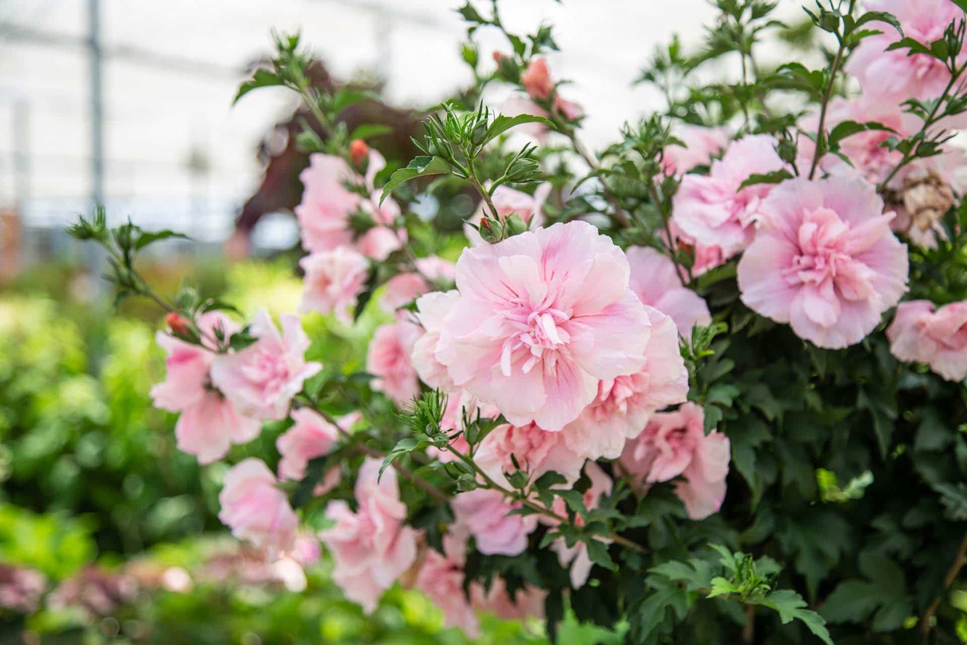 What other benefits does pruning my Rose of Sharon provide