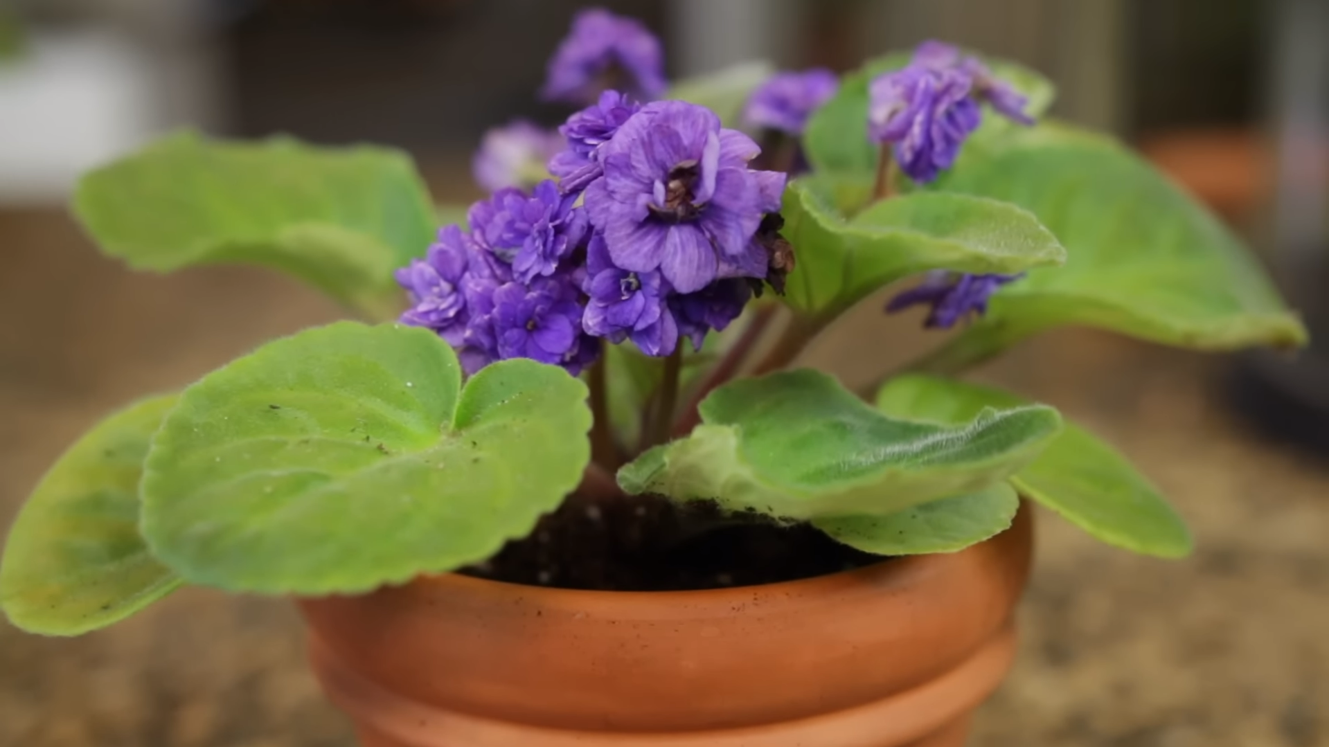 African Violets