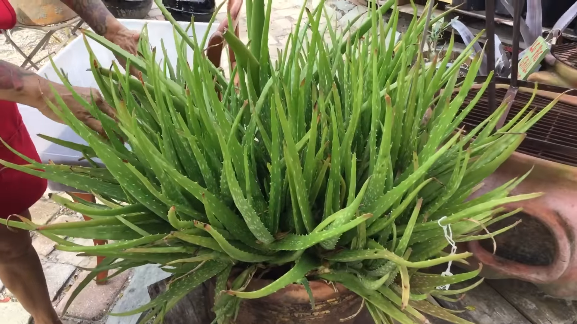 Aloe Vera