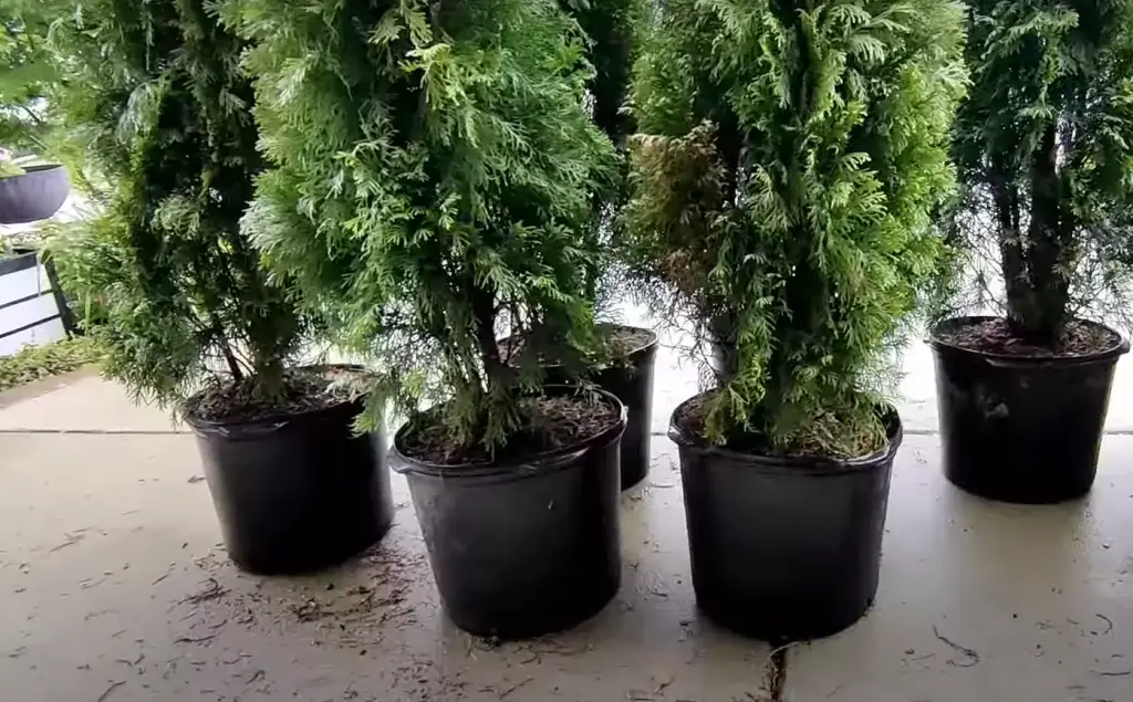 Playing With Different Sizes and Shapes of Arborvitae