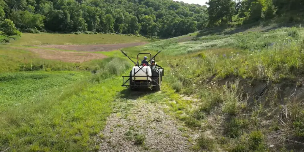 Are radishes or turnips better for deer?