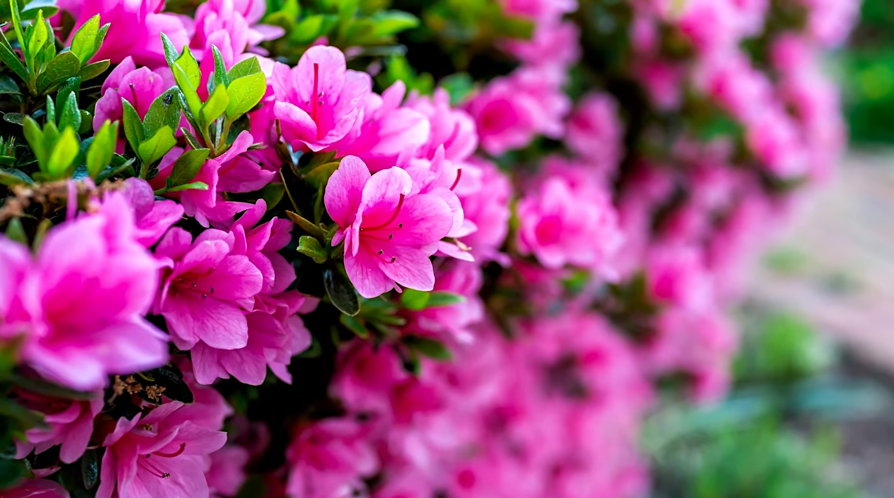 Azaleas Plants