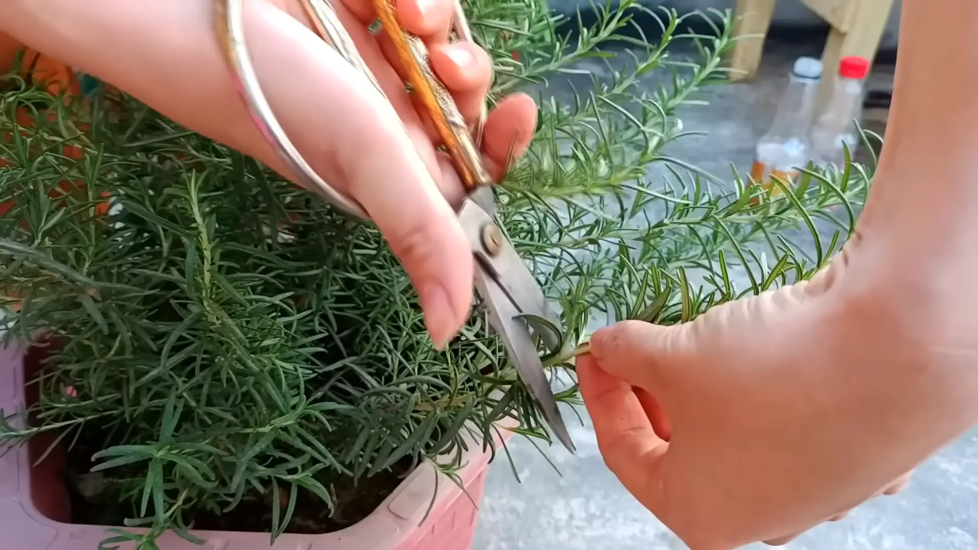 Benefits of Growing Rosemary Plants from Stem Cuttings