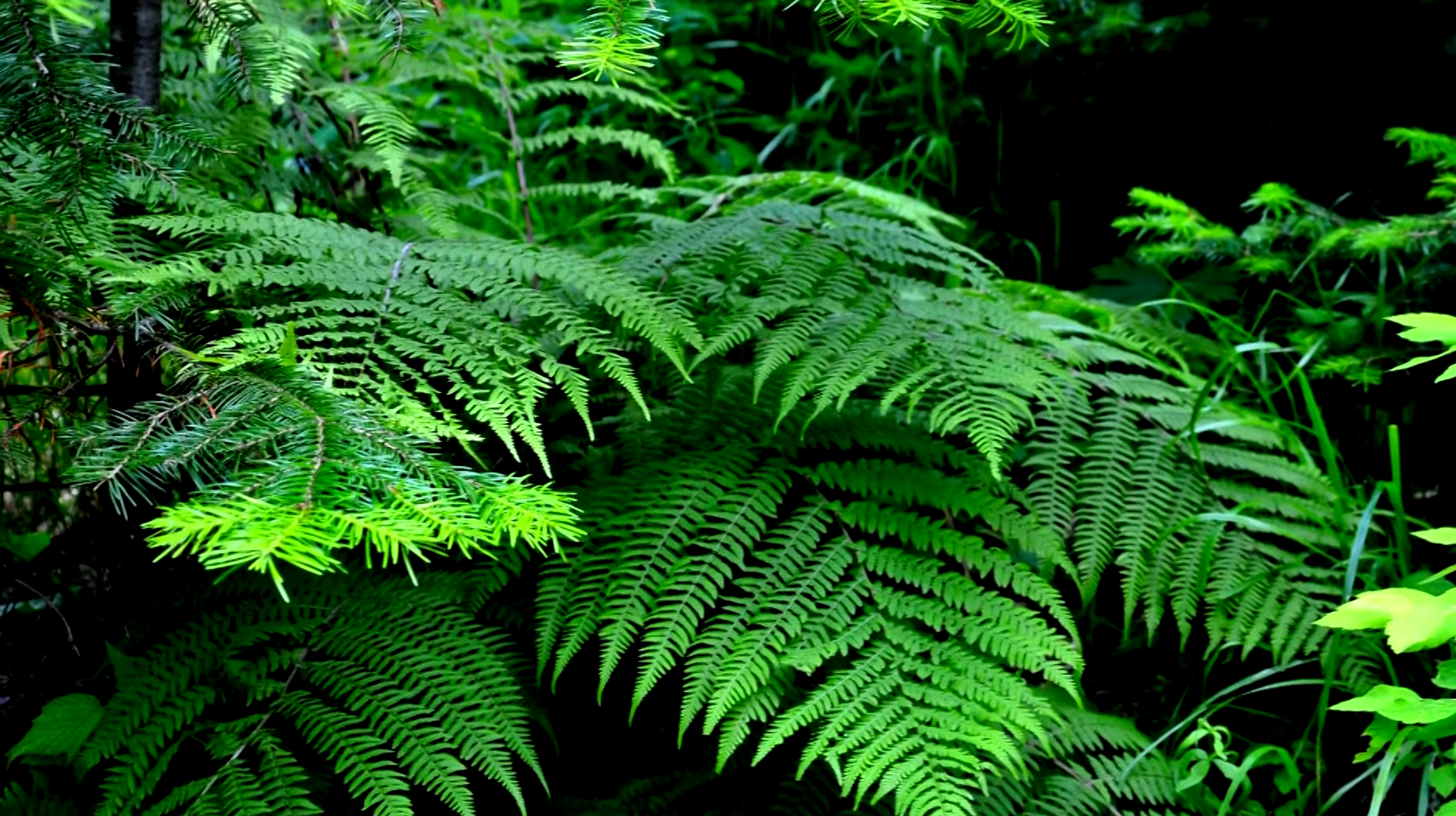 Best Practices for Watering Outdoor Ferns