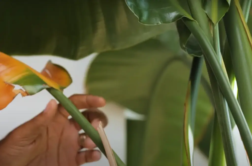 What is the Bird of Paradise Plant?
