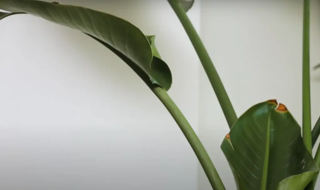 How to Care for the Bird of Paradise Plant?