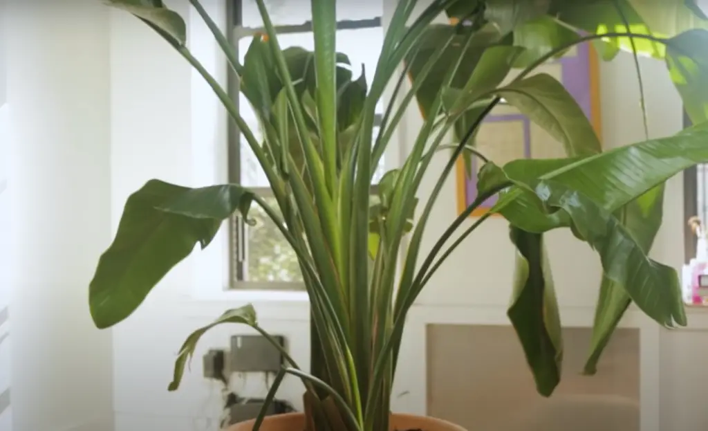 What Diseases Can Bird of Paradise Plant Attack?