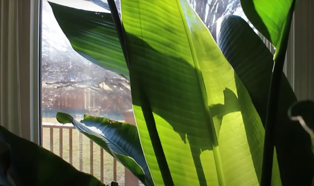 How to Deal with Leaves Curling on Bird Of Paradise Plants?