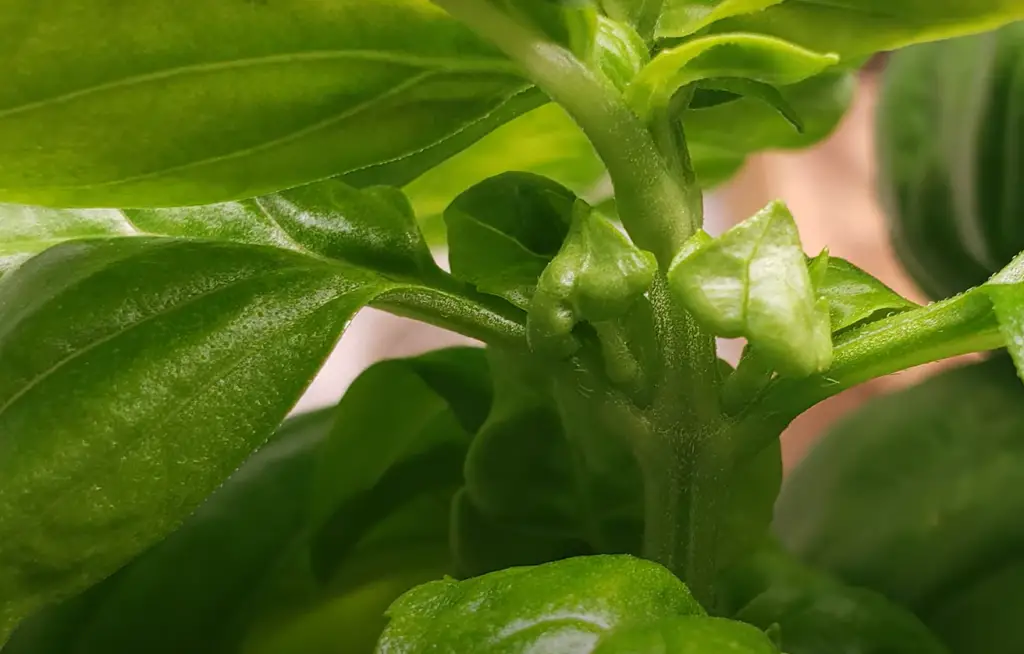 What Are the Reasons that Basil Has Spots of Black?