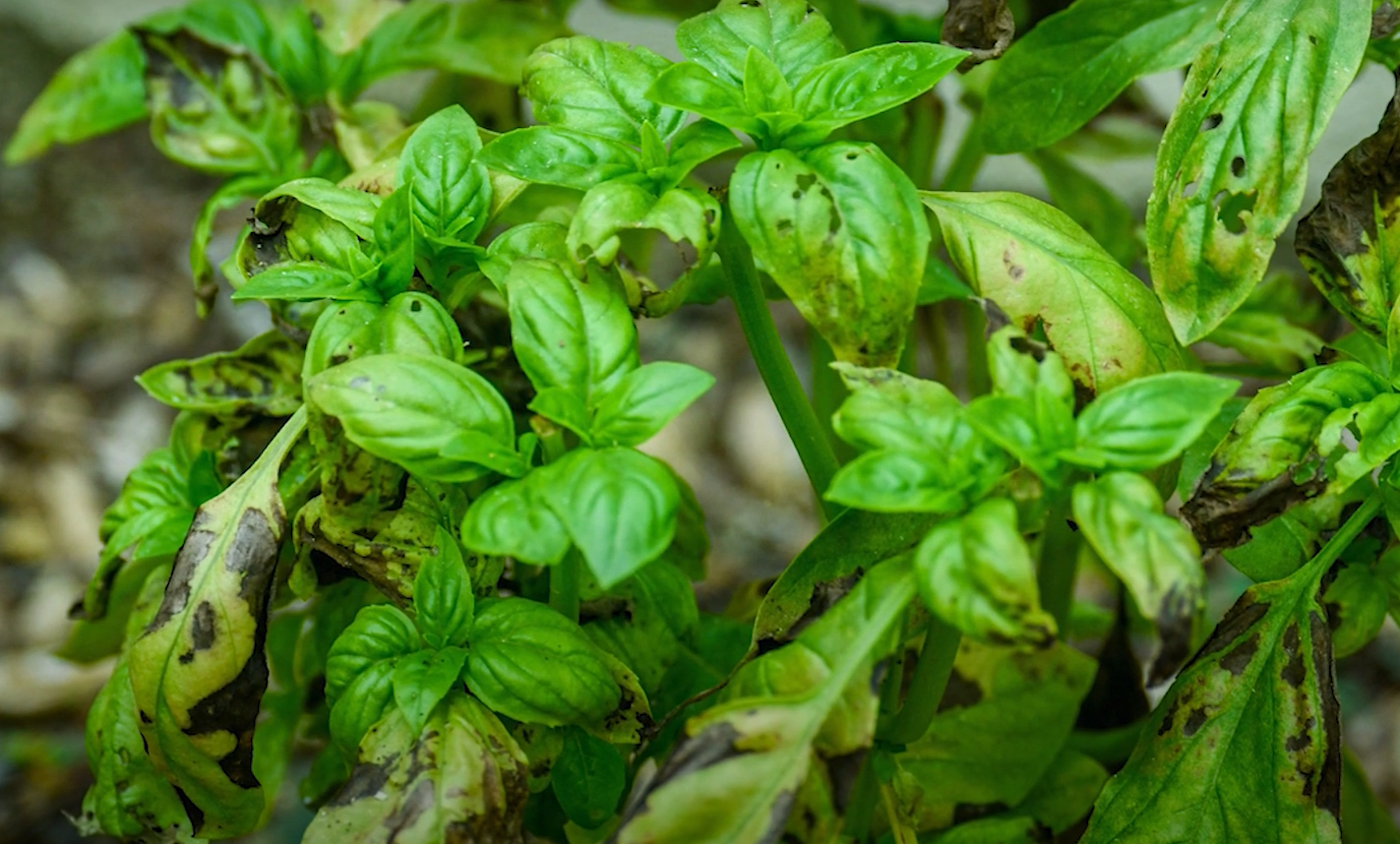 Black Spots on Basil Leaves What to Do? GardenProfy