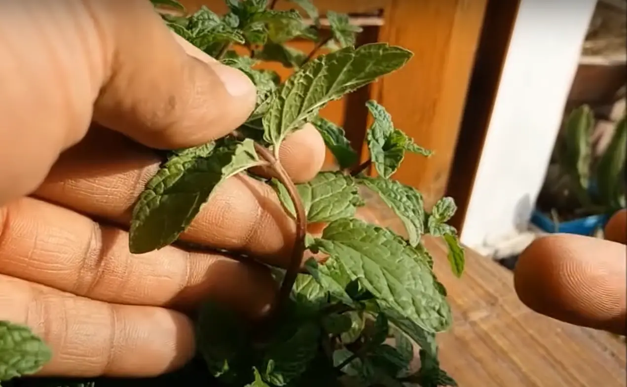 Black Spots on Mint Leaves What to Do? GardenProfy