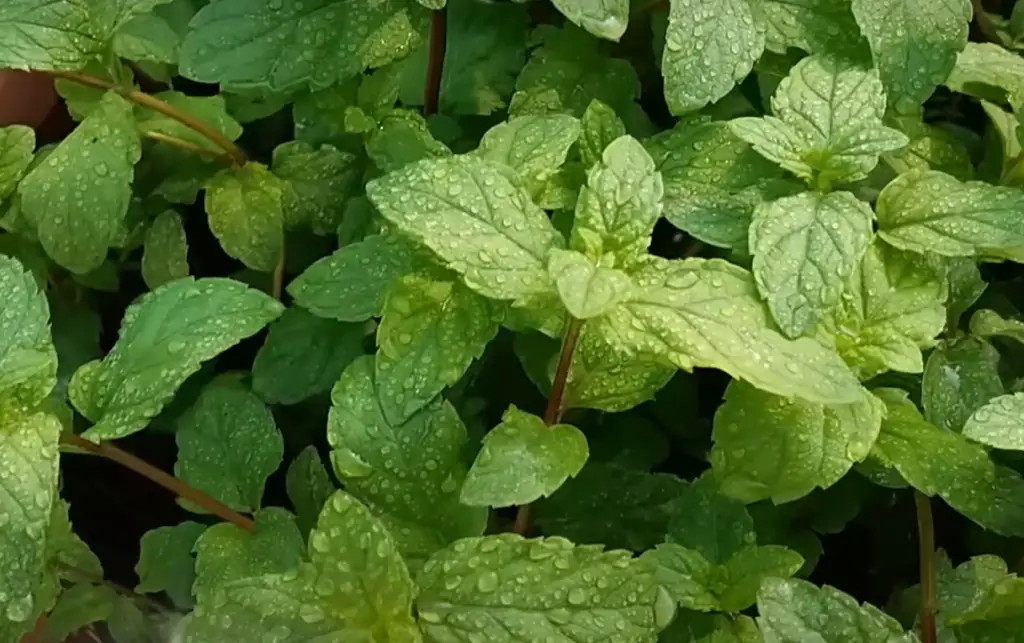 Black Spots On Mint Leaves What To Do GardenProfy